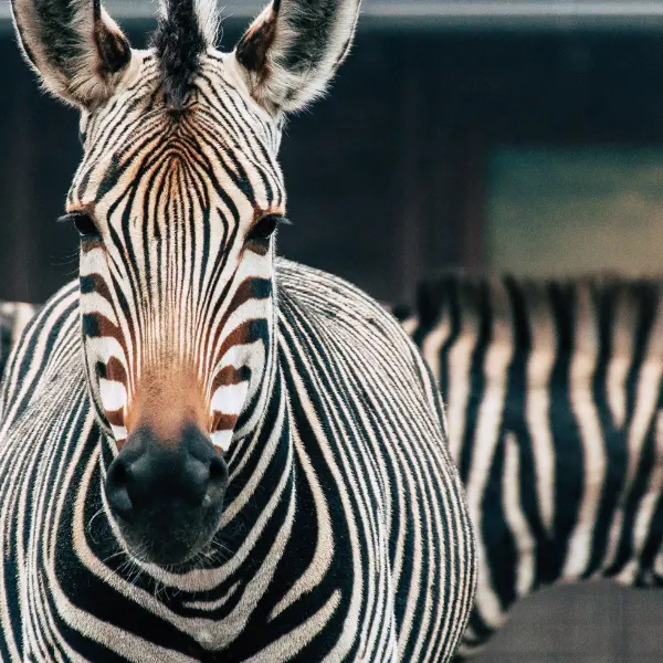 Un zèbre de face pour un article qui parle des tests de QI